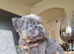 Beautiful French bulldogs