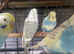 Budgies