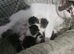 3 tabby and white kittens