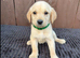 Goldador puppies 8 available 5 boys 3 girls