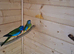 Pairs neophema splendida for sale