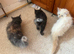Stunning ragdoll kittens rare flame lynx & blue tortie females