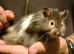 Long haired male syrian hamster
