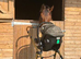 17.1 bay gelding