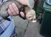 Baby ferret kits