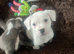 Staff x mastiff pup