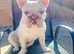 Teddy Big Rope French Bulldog Frenchie Stud!!!