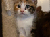 4 beautiful boys looking for their forever home