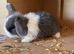 Mini lop female