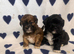 Lhasa Apso Puppies