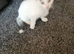 Kitens