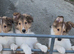 Rough collie puppies ready now