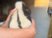 Baby rescue skunk now ready