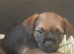 Border terriers 4 gougous boys
