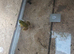 European marsh frog