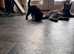 Gorgeous Kittens