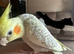 Handreared cockatiel