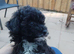 POOCHON PUPPIES IN NI - ONE ONLY REMAINING!