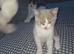 Full british short hair kitten