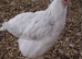 POINT OF LAY HENS. BLUE EGGERS, OLIVE EGGERS, RAINBOW EGGERS AND MORE!