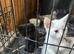 Ragdoll xbritish blue kittens
