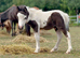 Tiny pure Falabella colt with blue eyes