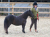 Registered standard mare