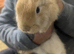 20 Week Old Mini Lop Bunnies