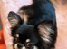 GORGEOUS SMALL CHIHUAHUA BOY • THAI IMPORT • SHORT NOSE • BIG BEAUTIFUL EYES & FLUFFY EARS • £2,000