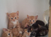 kittens