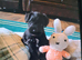 Cutest miniature Schnauzer
