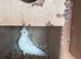 I have 3 baby cockatiels for sale
