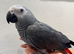 African Grey Baby Hand-Reared with Cage