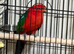 Baby King parrots Glasgow