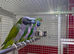 Derbyan parrot