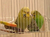 Budgies