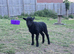 Registered Ouessant ewe lamb available at weaning