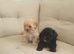 Adorable maltipoo mixbreed puppies