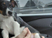 Jack Russell puppy
