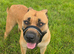 Boerboel Female for rehoming 21 months