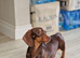Chocolate & Tan Miniature Dachshund
