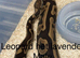 Ball pythons for sale