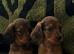 LONGHAIRED STANDARD KC DACHSHUNDS