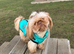 Kc shih tzu imperial line READY NOW!!!