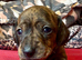 PRA clear IVDD IDC - 0 brindle selection KC registered pups