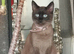 Mummy is siamese daddy black and white