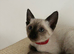 Social & Affectionate Siamese Kittens