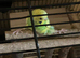 Companion for my disabled budgie