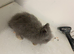 4 lion head rabbits- 9 week old