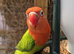 Young unsexed lovebirds for sale!